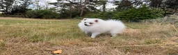 Pomeranian dogs for sale: Very tiny white Pomeranian female 7month old - Advert 3