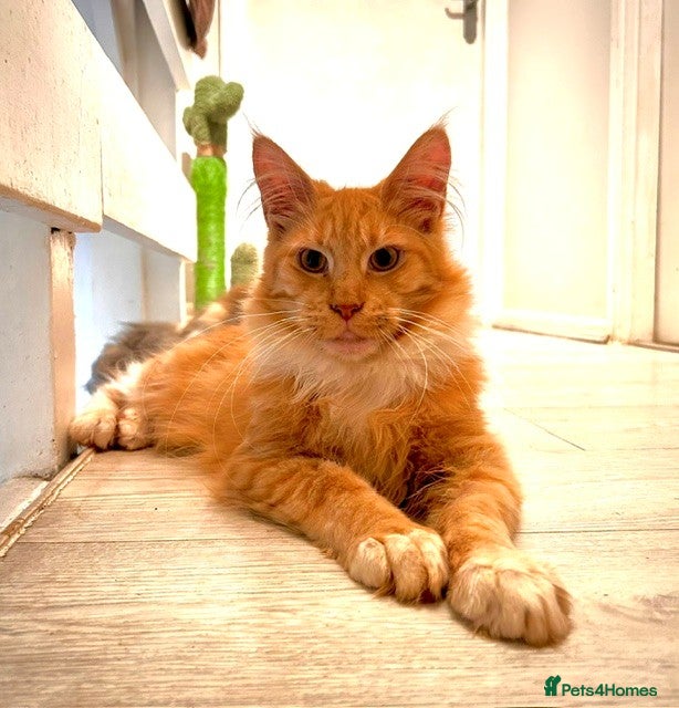Maine Coon cats Stunning Red Maine Coon Kitten – TICA Registered  - Advert 1