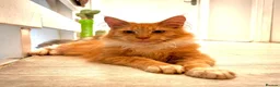 Maine Coon cats for sale: Stunning Red Maine Coon Kitten – TICA Registered  - Advert 1