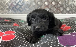 Cockapoo dogs for sale: F1 Cockapoos for sale  - Image 21