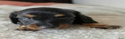 Miniature Dachshund dogs for sale: Miniature Longhaired Dachshund Puppies - Advert 10