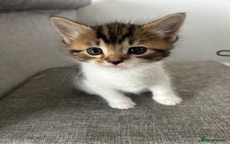 Mixed Breed cats for sale: Kittens  - Image 3
