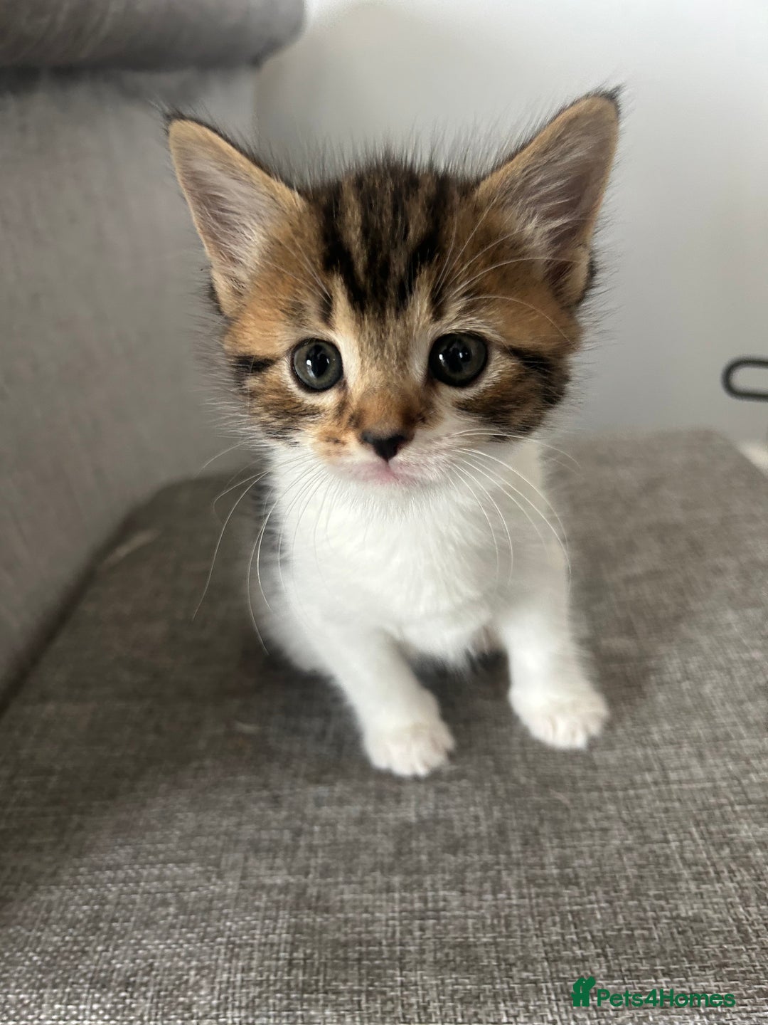 Mixed Breed cats for sale: Kittens  - Image 3