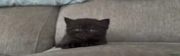 British Shorthair cats for sale: Last Remaining Champion Bloodlined BSH kitten‼️ - Advert 10