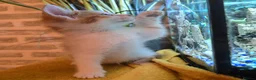 Mixed Breed cats for sale:  Ready to go to their forever homes - Advert 5