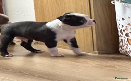 Boston Terrier dogs for sale: Adorable Boston Terrier Puppies – Kennel Club Reg - Image 7