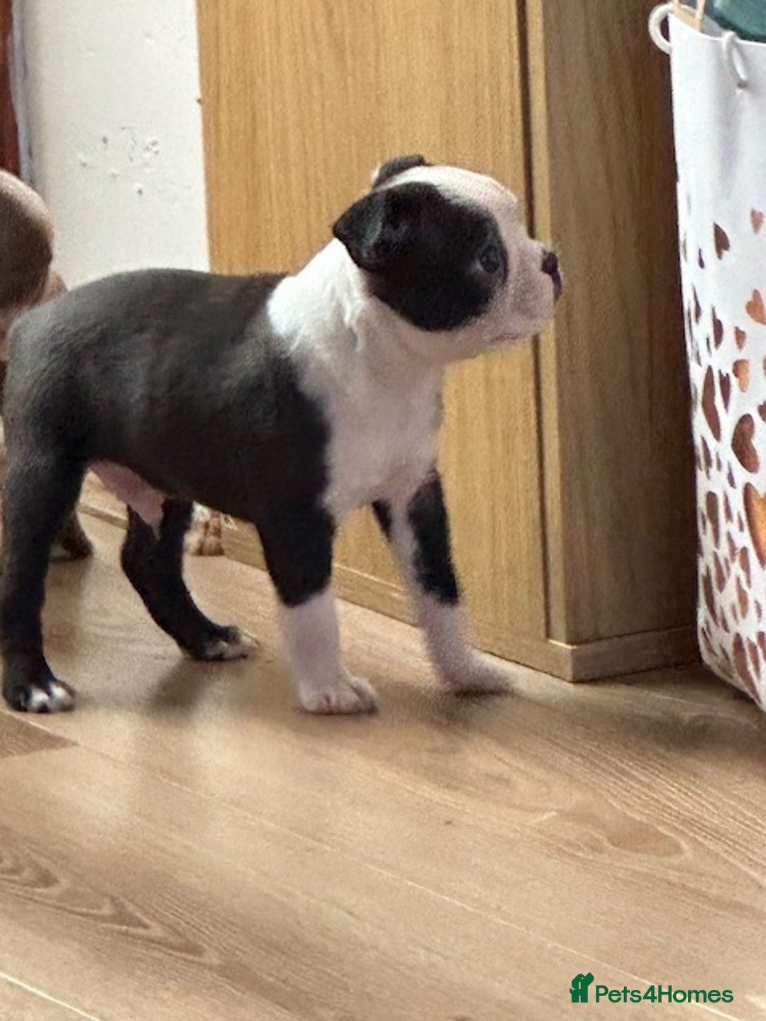 Boston Terrier dogs for sale: Adorable Boston Terrier Puppies – Kennel Club Reg - Image 7