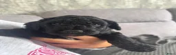 Sproodle dogs for sale: Quality f2b sproodles PRA Clear - Advert 12