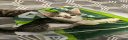 Mixed Breed cats for sale: 6 kittens * Ready Now * in Telford - Advert 24
