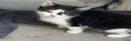 Mixed Breed cats for sale: 2 kittens mix breed 1 black & white(m) 1 grey (f) in Malvern - Advert 2