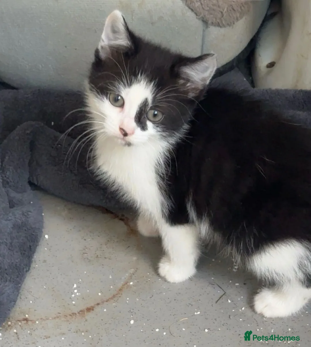 Mixed Breed cats for sale: 2 kittens mix breed 1 black & white(m) 1 grey (f) in Malvern - Advert 2