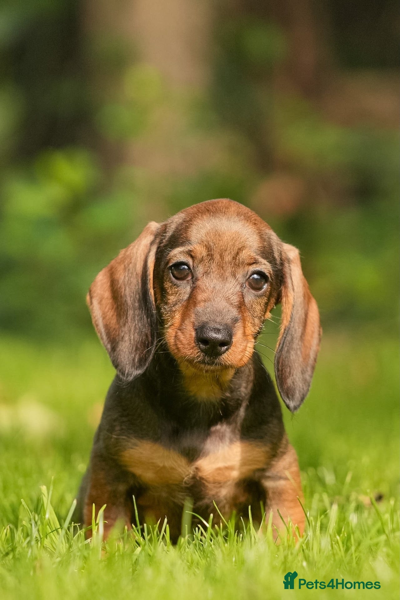 Dachshund dogs *READY NOW* Stunning Wire Haired Dachshunds  - Advert 2