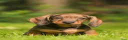 Dachshund dogs for sale: READY NOW Wire Haired Dachshunds Teckles  - Advert 11