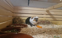 Guinea Pig rodents for sale: Guinea pigs adoption - Advert 2