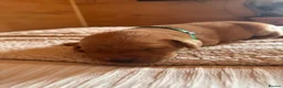 Labrador Retriever dogs for sale: Two beautiful fox red Labrador puppies  - Advert 7