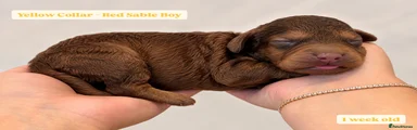 Cockapoo 5 - Yellow Collar - Red Sable