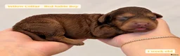 Cockapoo dogs for sale: Extensively DNA Tested Cockapoo Puppies 🧬 - Advert 10