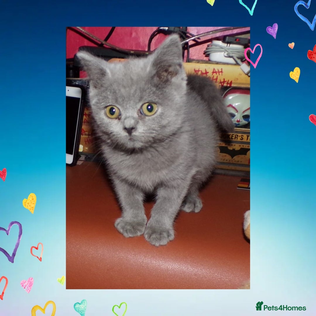 British Shorthair cats for sale: ❤️‍🔥 British Shorthair Kittens ❤️‍🔥 - Advert 4