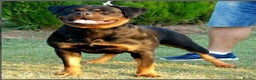 Rottweiler dogs for stud: **** FAUSTINIS TK,S QUANTOM OF SOLICE **** in Preston - Advert 27