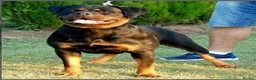 Rottweiler dogs for stud: **** FAUSTINIS TK,S QUANTOM OF SOLICE **** in Preston - Advert 27