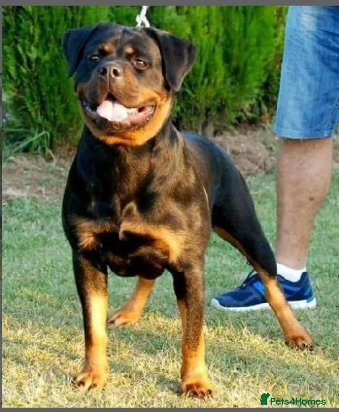 Rottweiler dogs for stud: **** FAUSTINIS TK,S QUANTOM OF SOLICE **** in Preston - Advert 27