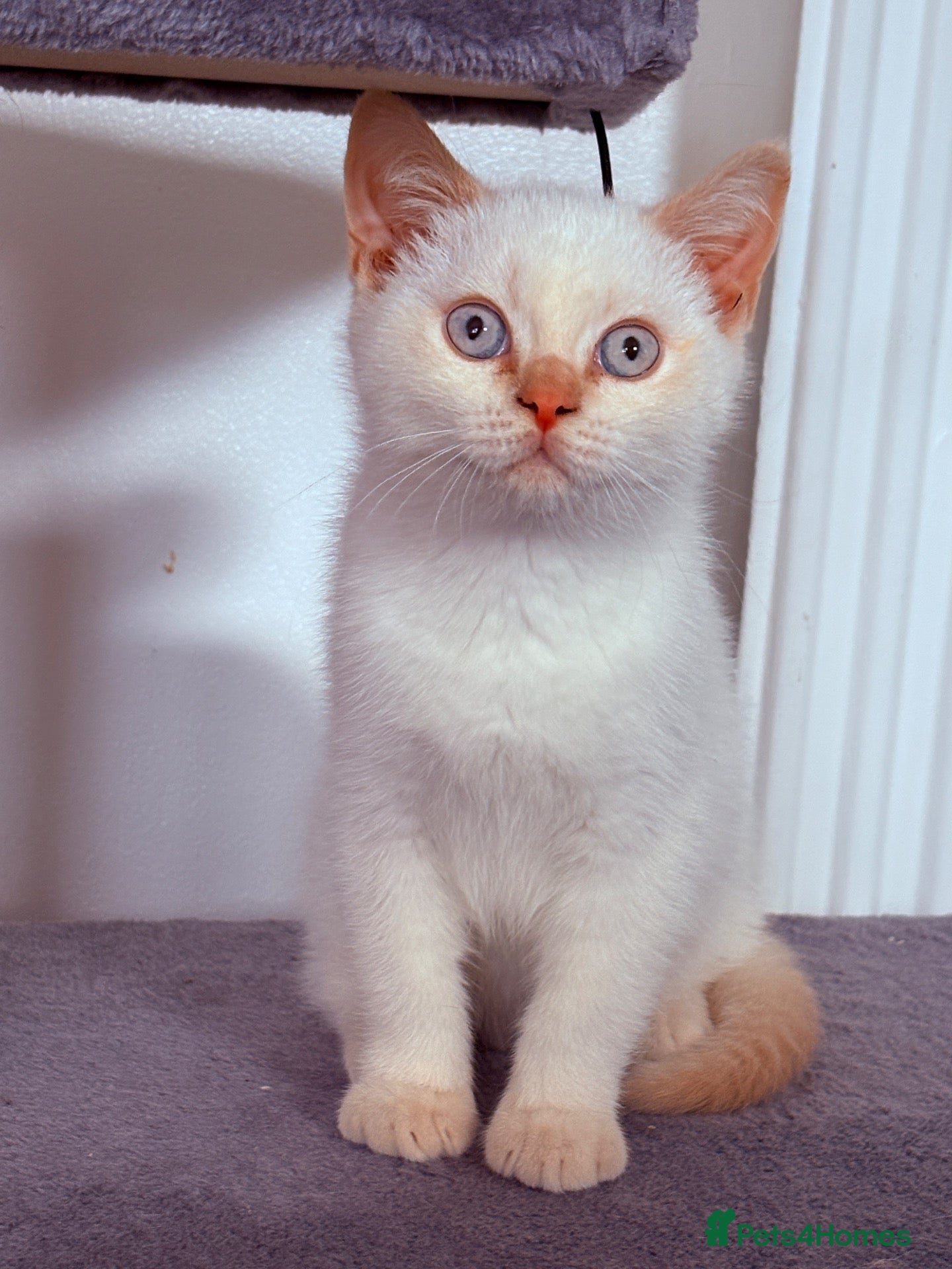 British Shorthair cats Ready Now 😻 Beautiful GCCF BSH Kittens - Advert 2