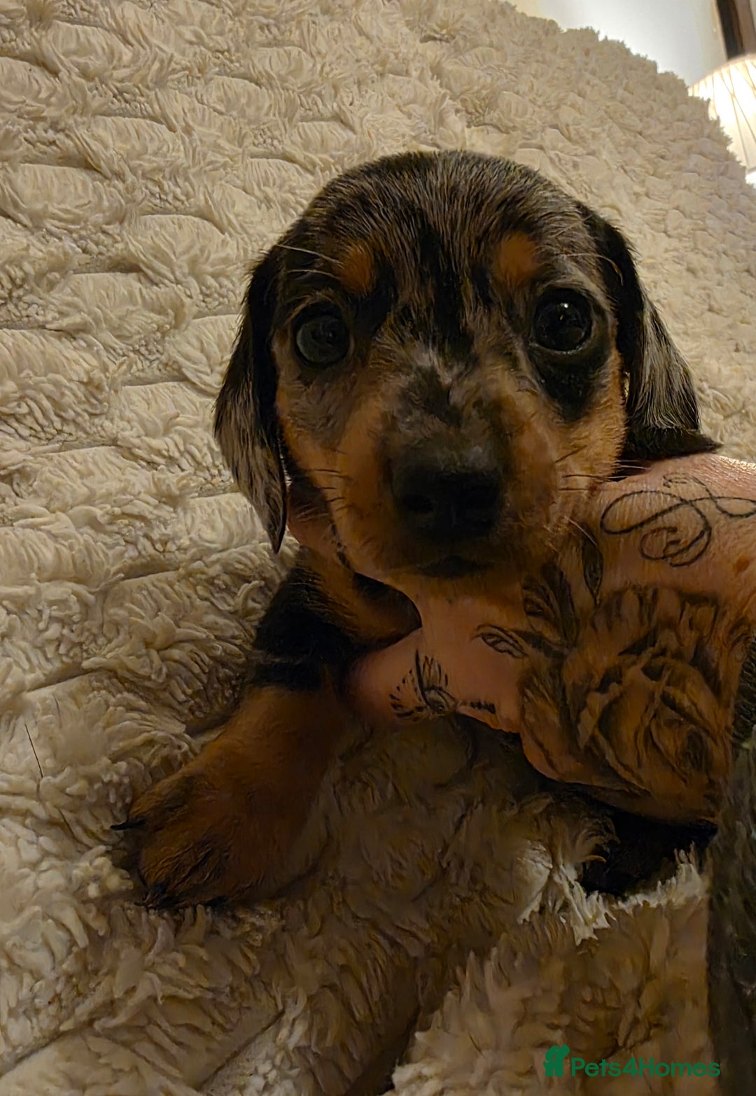 Miniature Dachshund dogs for sale: Amazing miniture dachshund puppies  - Image 26