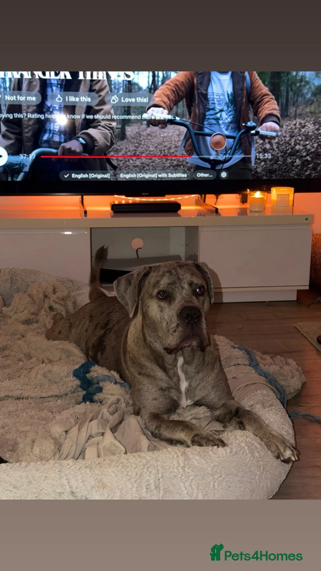 Cane Corso dogs for sale: 🏆 CHAMPION CANE CORSO PUPS 🏆/KC REGISTERED MERLE - Advert 35