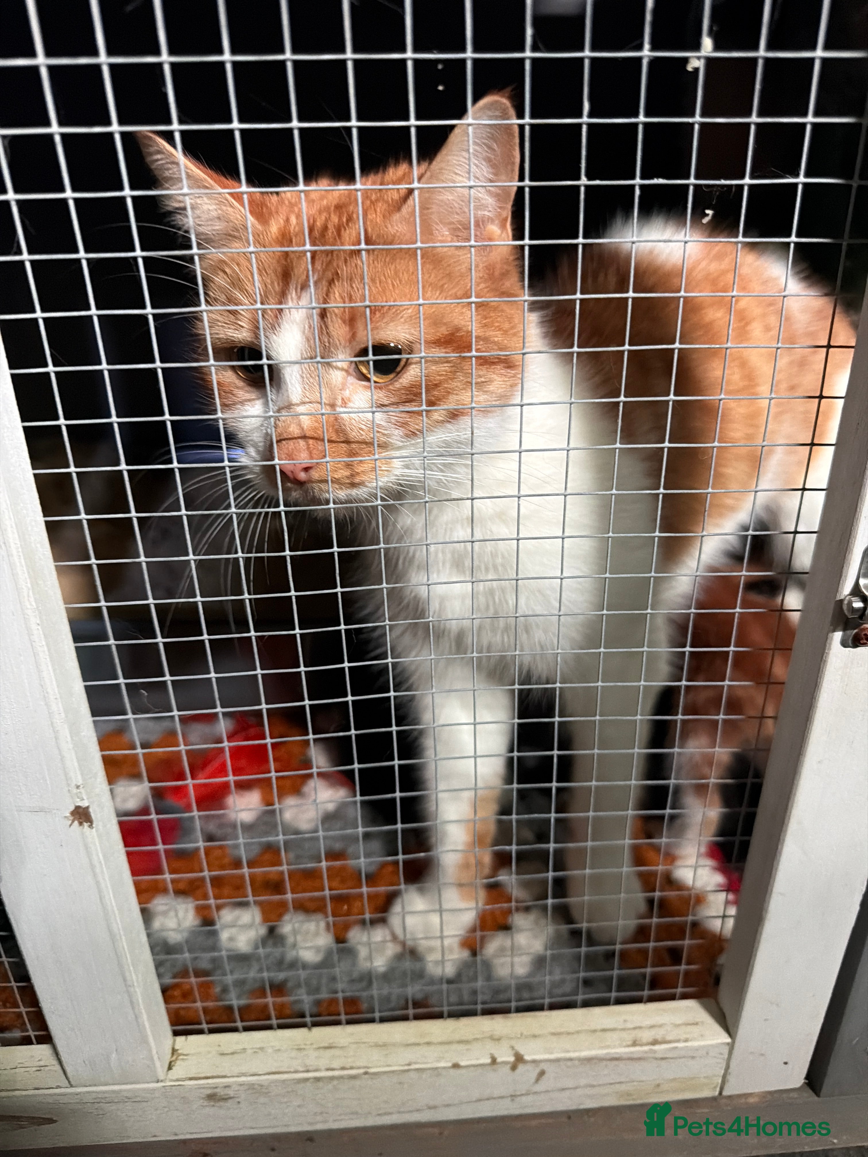 Domestic Shorthair cats 5 baby boy kittens, looking for forever homes - Advert 5