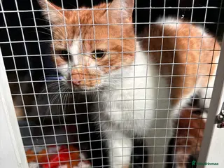 Domestic Shorthair cats 5 baby boy kittens, looking for forever homes - Advert 5