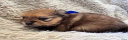 Pomeranian dogs for sale: Orange sable teddy bear type Pomeranians  - Advert 15