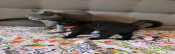 British Shorthair cats for sale: Ready to go British Shorthair kittens  - Advert 12