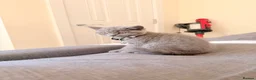 British Shorthair cats for sale: Baby Kittens British Shorthair in Gravesend - Advert 24
