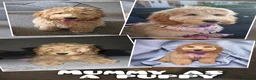 Cockapoo dogs for sale: **READY TO GO**LAST 2 LEFT **Cockerpoo Puppies F2 - Advert 16