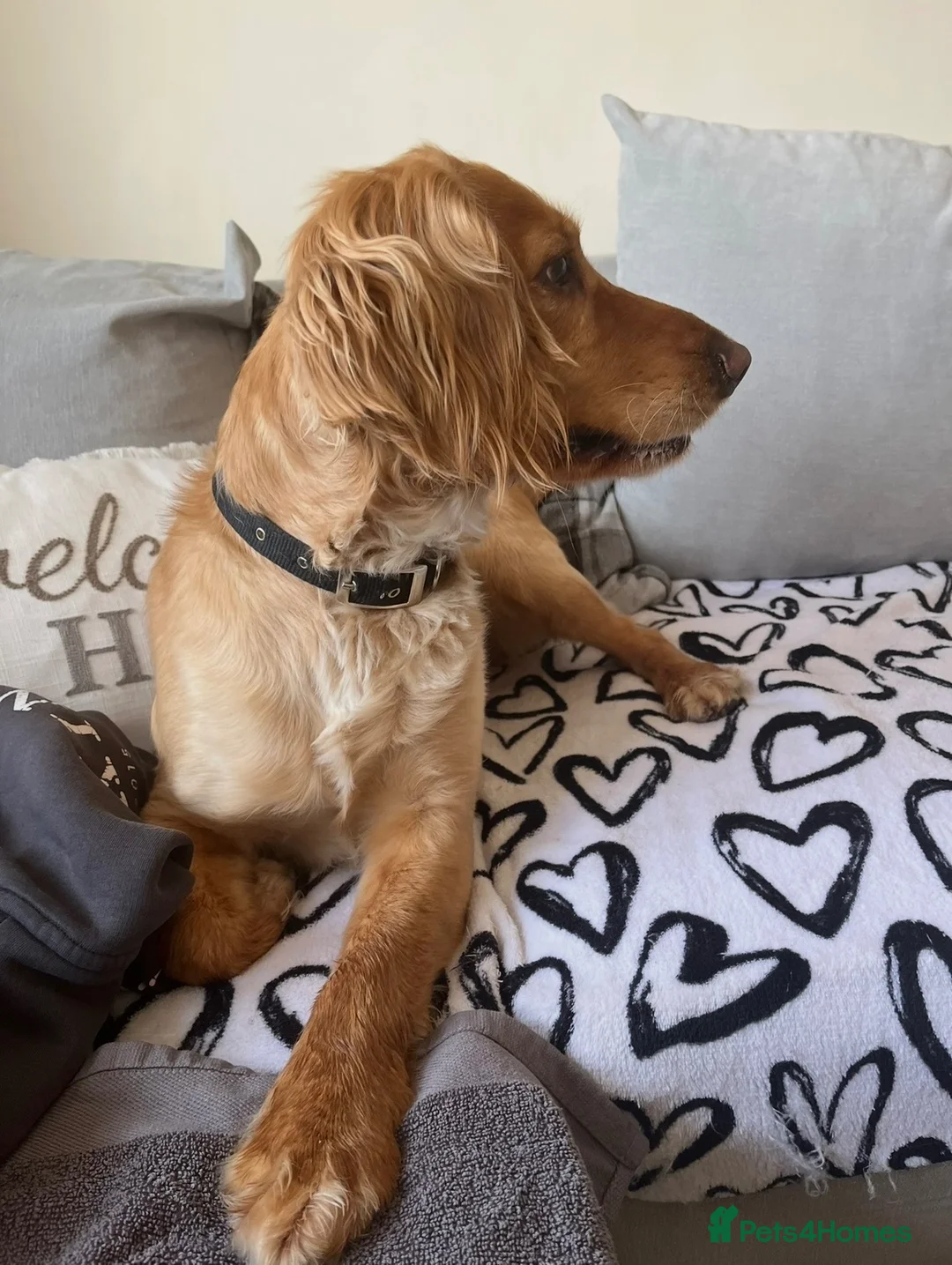 Cocker Spaniel dogs for sale: Male Working Cocker Spaniel - Advert 2