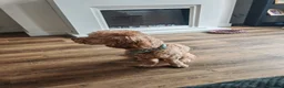 Cockapoo dogs for sale: Cockapoo male just over 4 years old - Advert 5