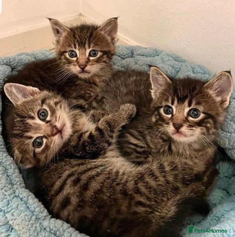 Mixed Breed cats Cute tabby kittens (read advert) - Advert 5