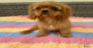Cavalier King Charles Spaniel dogs in Wolverhampton - Advert 10