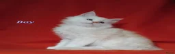 Maine Coon cats for sale: Pure Maine Coons Kittens For Sale - Advert 23