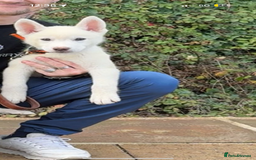 Huskita dogs for sale: 1 husky/akita Puppy for sale  - Image 3