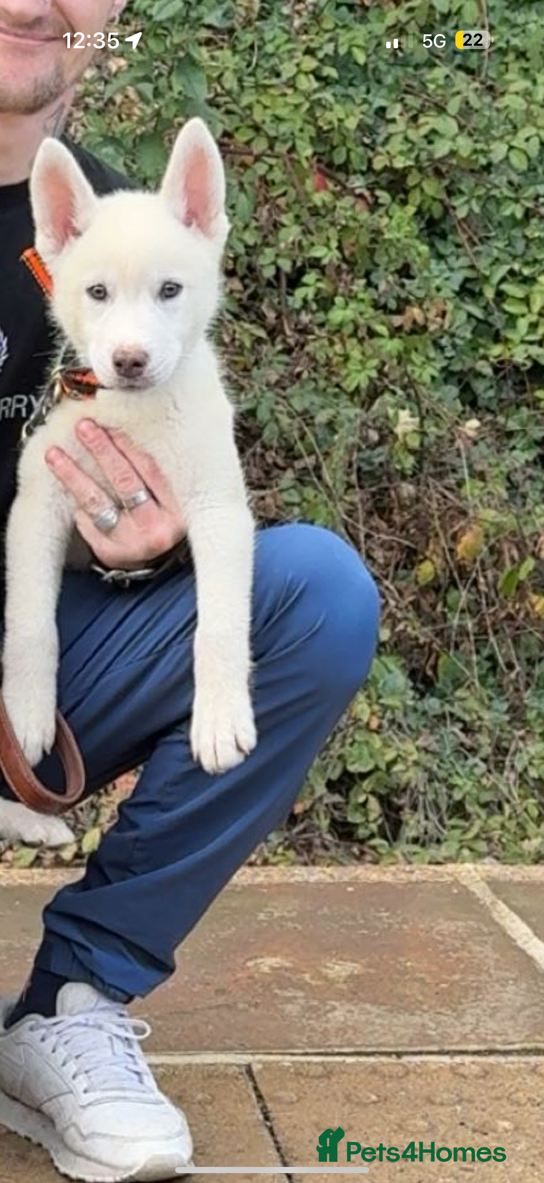 Huskita dogs for sale: 1 husky/akita Puppy for sale  - Image 3