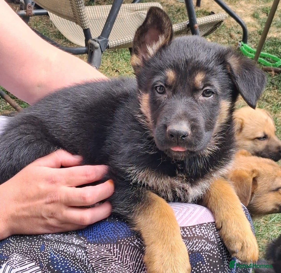 German Shepherd dogs for sale: Father and Mother  in Romford - Image 7