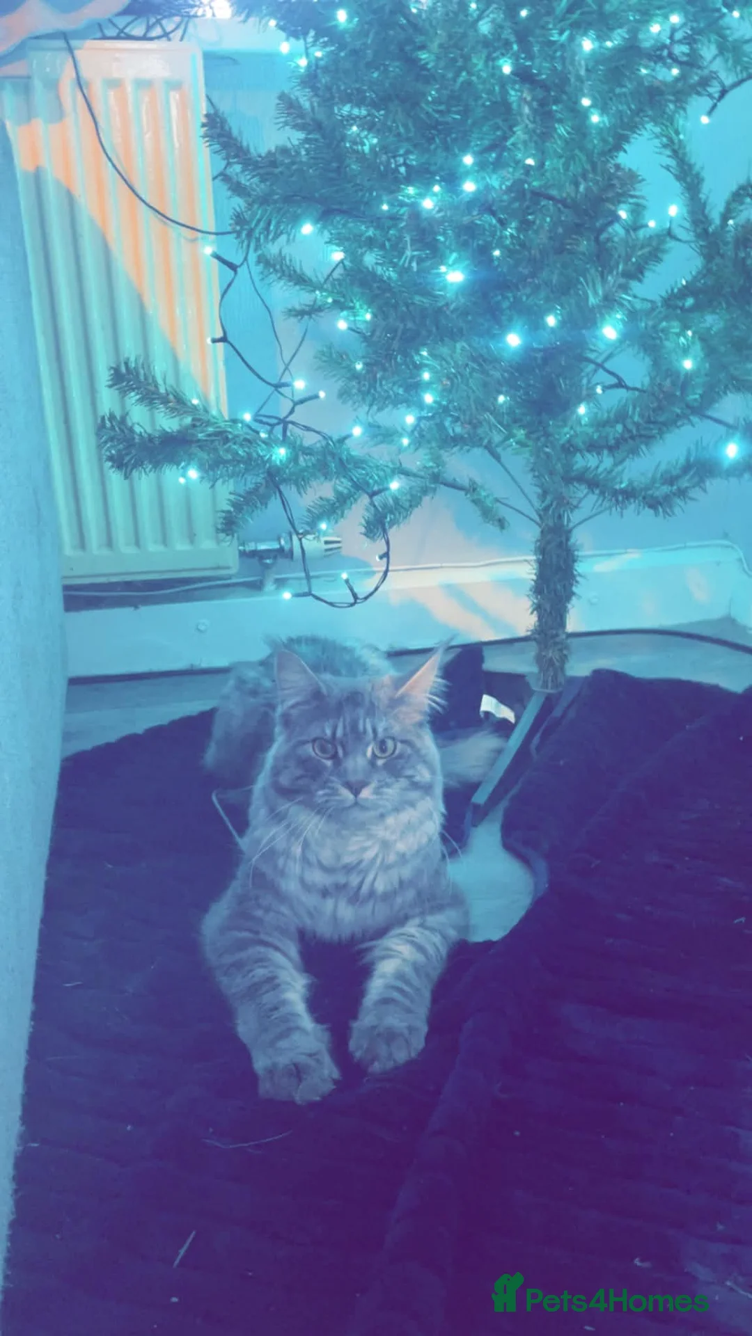 Maine Coon cats for sale: Maincoon 2 years old in Mirfield - Advert 4