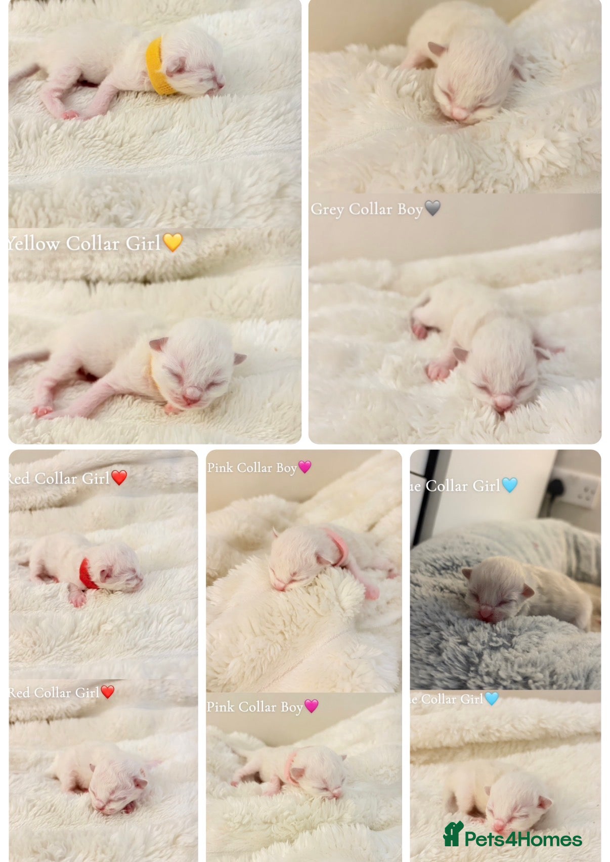 Ragdoll cats Five Beautiful Ragdoll Kittens - Now Here🤍 - Advert 6