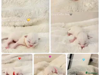 Ragdoll cats Five Beautiful Ragdoll Kittens - Now Here🤍 - Advert 6