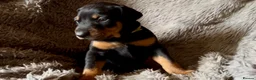 Dobermann dogs for sale: Beautiful Dobermann puppies  - Advert 3