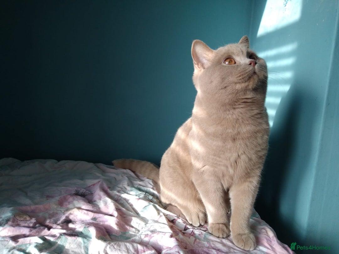 British Shorthair cats for sale: Beautiful British Shorthair kittens - Image 25
