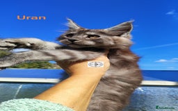 Maine Coon cats for sale: Black smoke XXL kittens  - Image 10