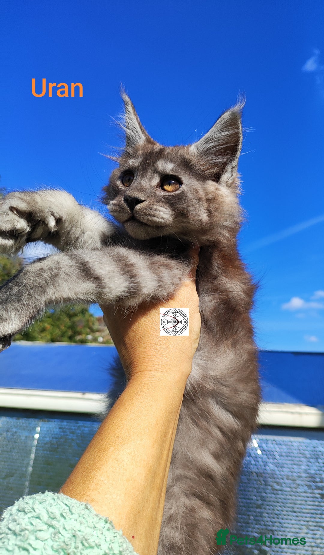 Maine Coon cats for sale: Black smoke XXL kittens  - Image 10