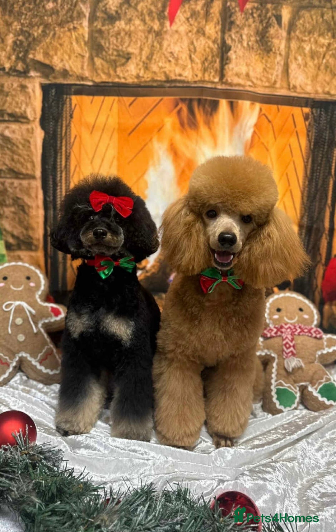 Toy Poodle dogs for sale: Kc Registered Toy Poodle Pups 🐾 - Advert 10